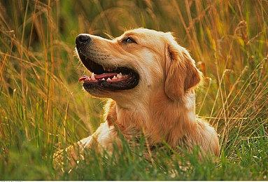 《动物森友会》更新2.0.4补丁 修复游戏本体与DLC相关问题