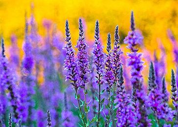 《魔兽世界》“巨龙时代”发布上线CG动画：“翱翔天际”