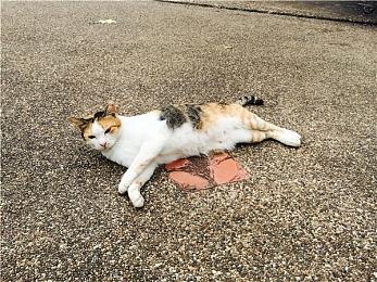 Switch订阅用户超3600万 销量破1.14亿台